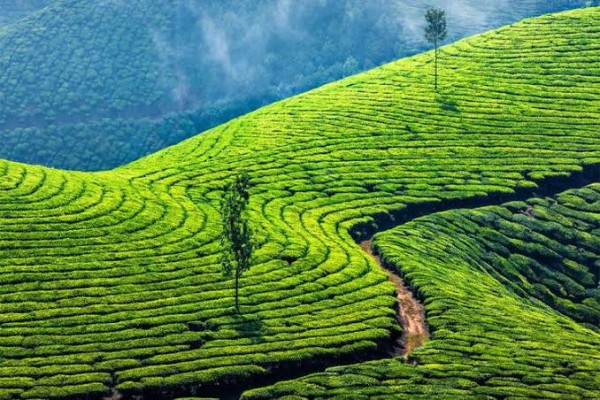Kerala tour  3N/4D