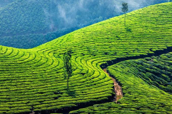 Kerala tour  3N/4D