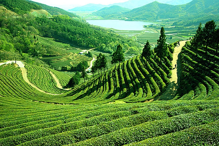 Darjeeling Tour Packages