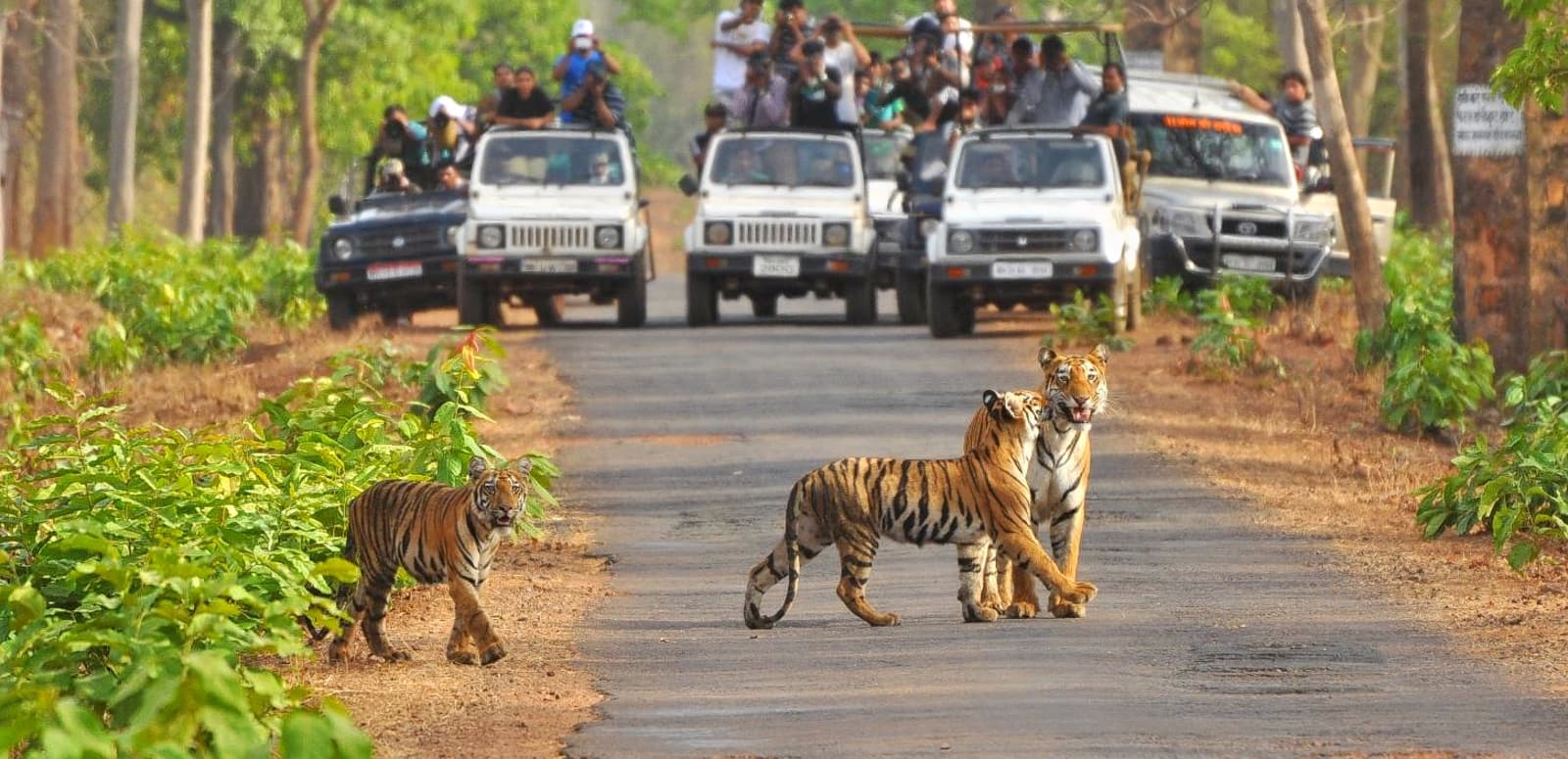 Jim Corbett Tour Packages